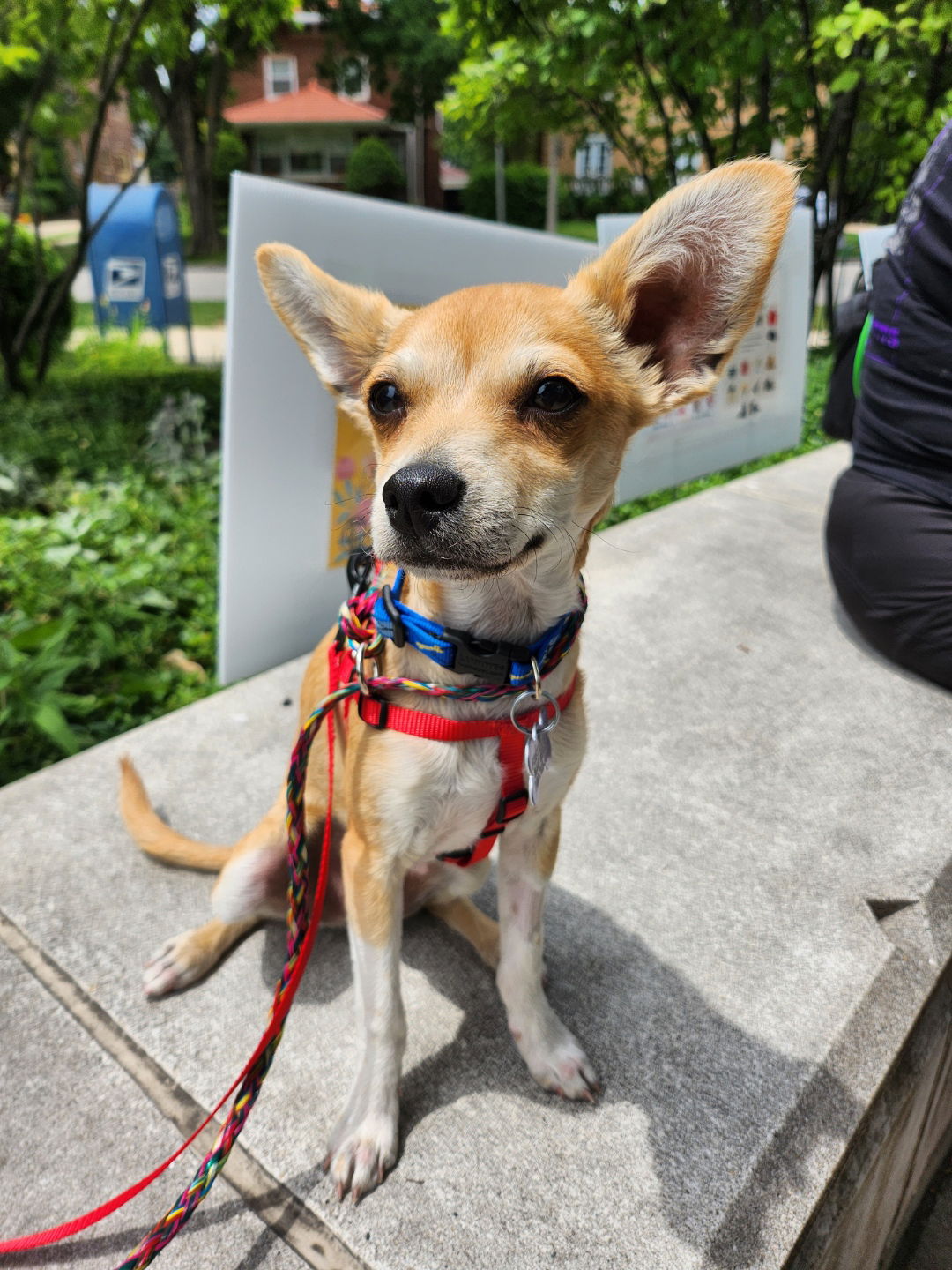 adoptable Dog in Hillside, IL named Jules