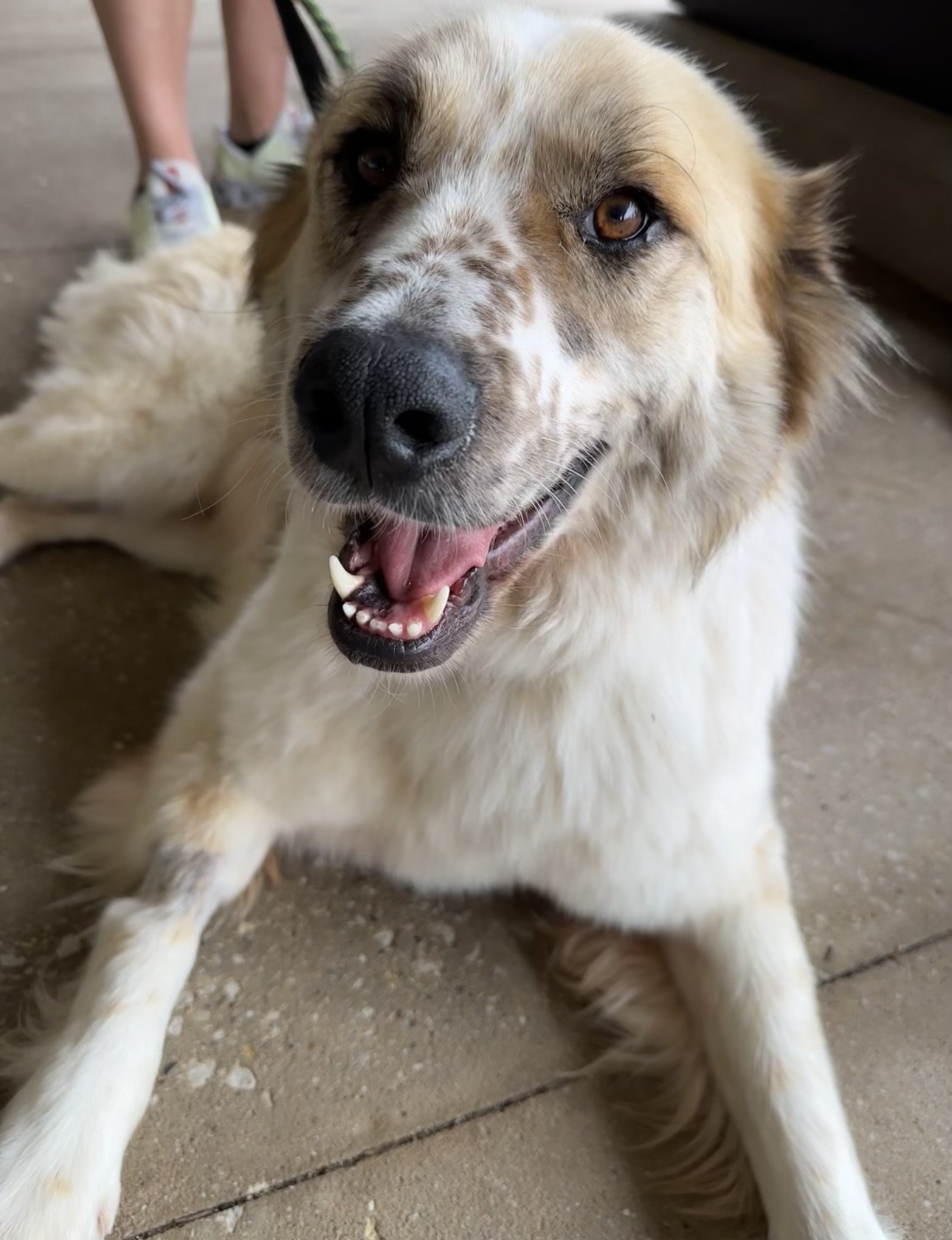 adoptable Dog in Hillside, IL named Asim