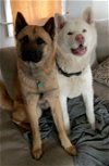 adoptable Dog in , IL named Kilo & Nala CP