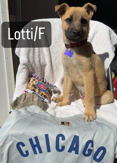 adoptable Dog in Hillside, IL named Lotti