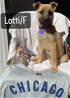 adoptable Dog in , IL named Lotti