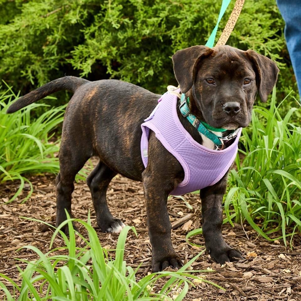 adoptable Dog in Hillside, IL named Porkchop