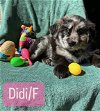adoptable Dog in hillside, IL named Didi