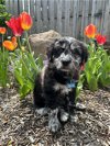 adoptable Dog in hillside, IL named Dollie