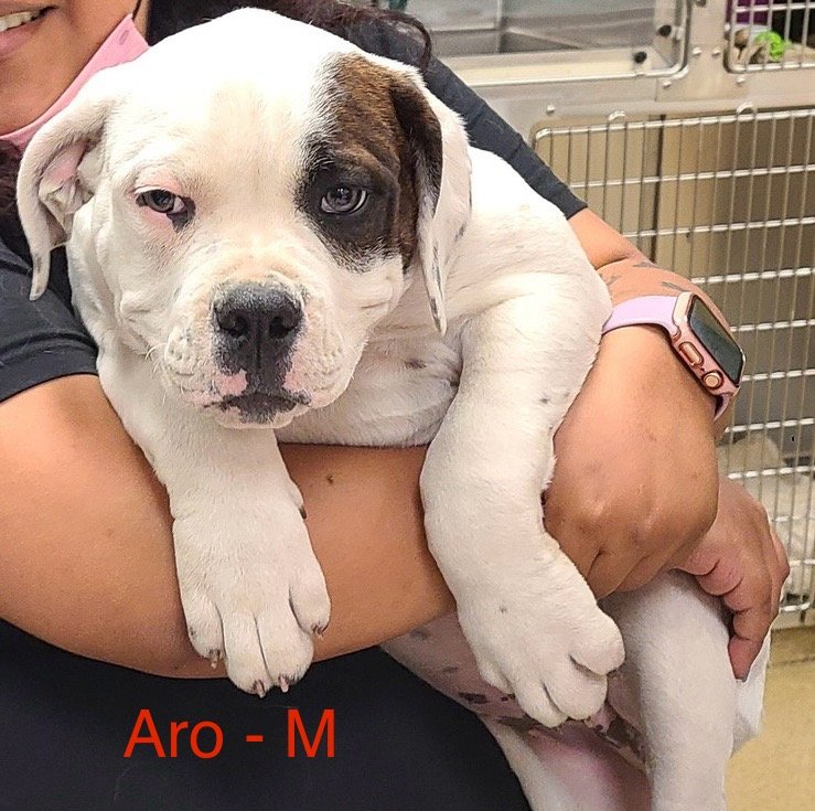 adoptable Dog in Hillside, IL named Aro