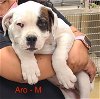 adoptable Dog in hillside, IL named Aro