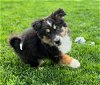 adoptable Dog in hillside, IL named Azula 24
