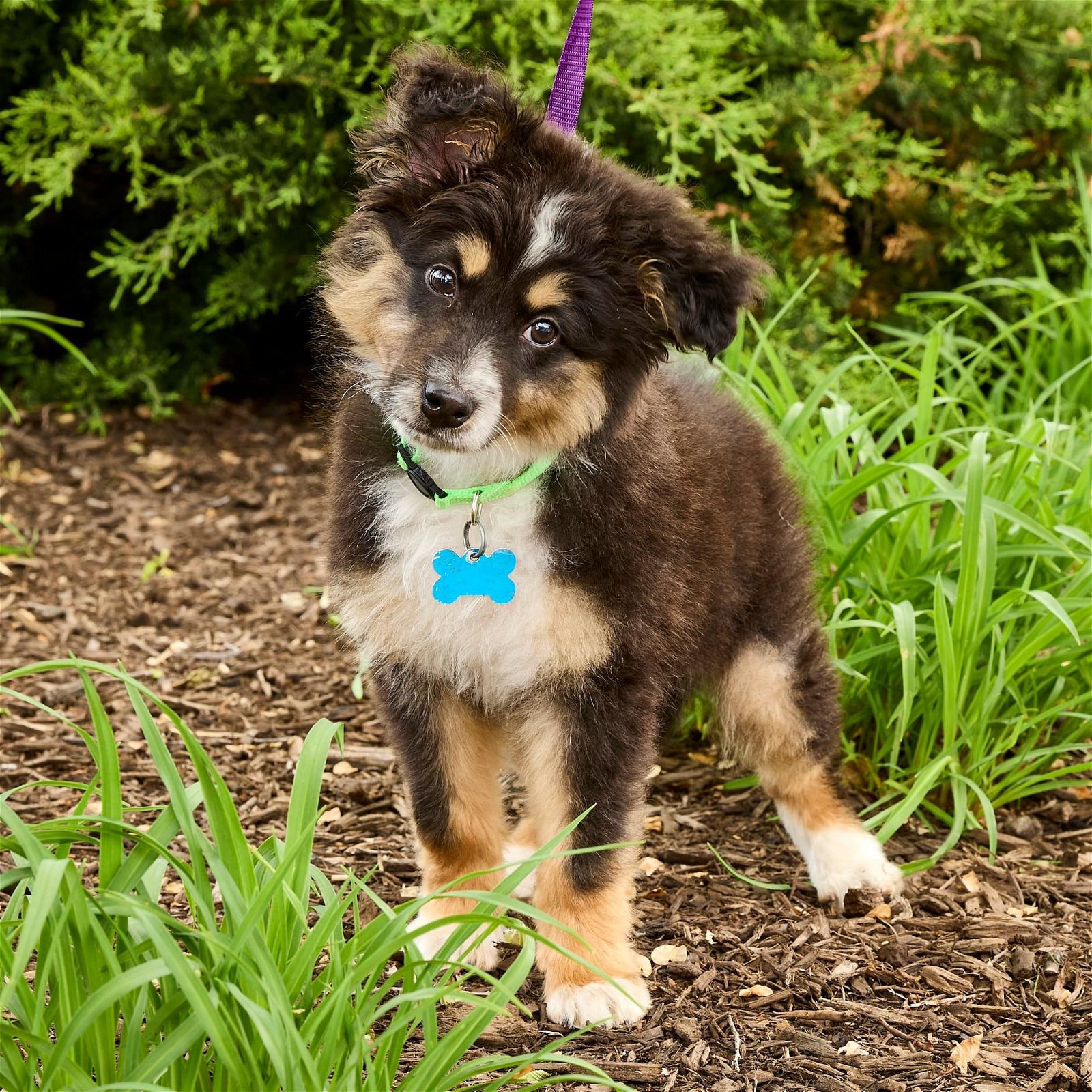 adoptable Dog in Hillside, IL named Azula 24