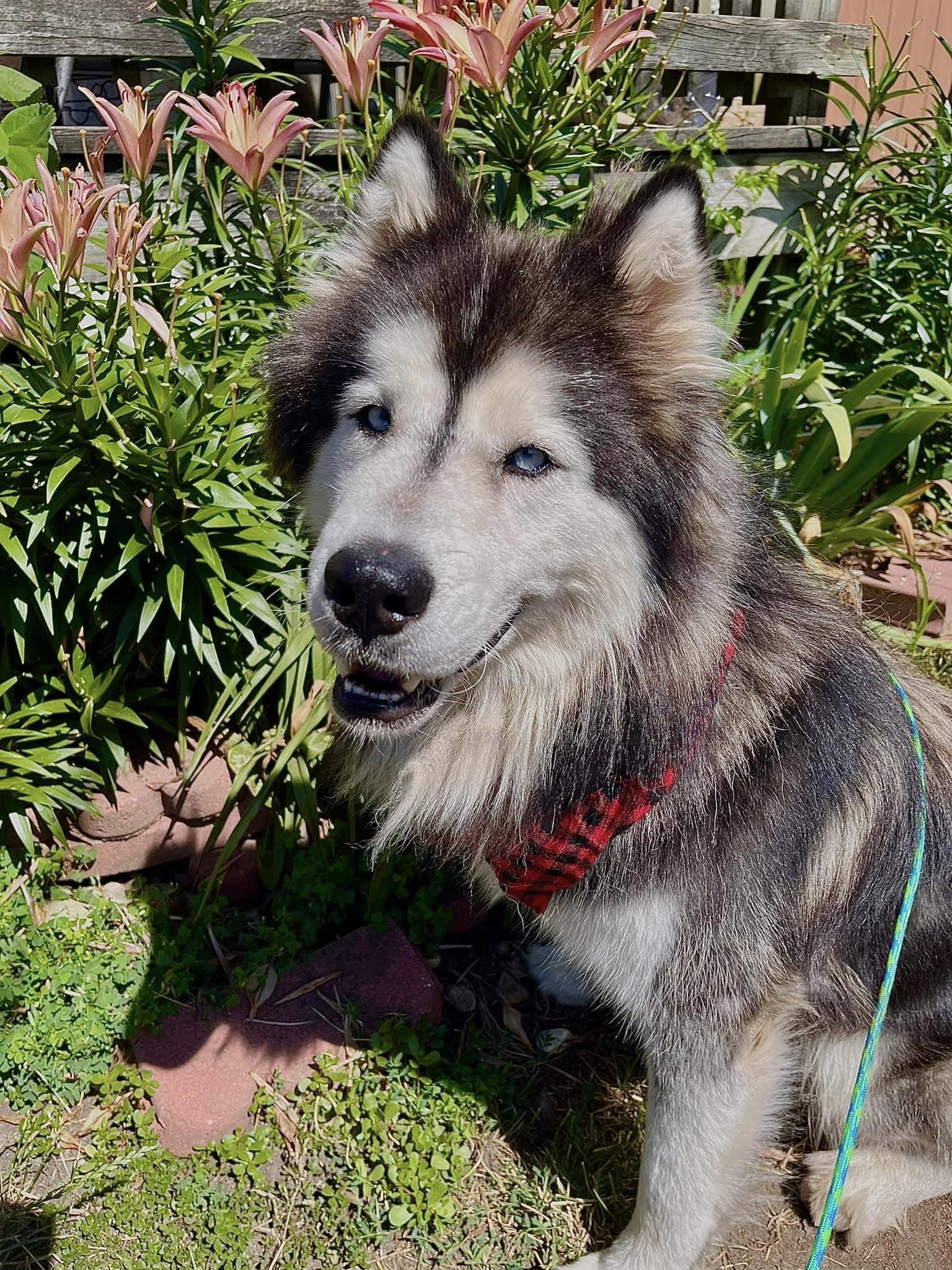 Dog adoption in Hillside, IL 60162 Husky / Mixed (medium coat) Dog "Keno"