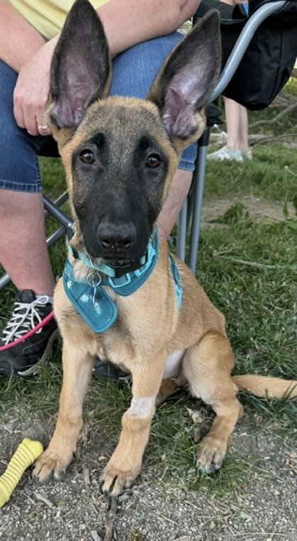 Dog for Adoption - Bonnie, a German Shepherd Dog in Elwood, IL | Alpha Paw