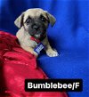 adoptable Dog in  named Bumblebee