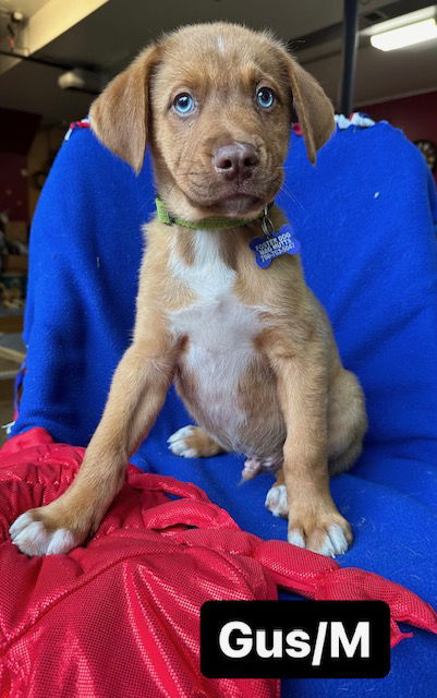 Dog adoption in Hillside, IL 60162: Australian Shepherd / Labrador ...