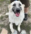 adoptable Dog in , IL named Hoki Loki