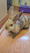 adoptable Rabbit in  named Cinna-Bunn