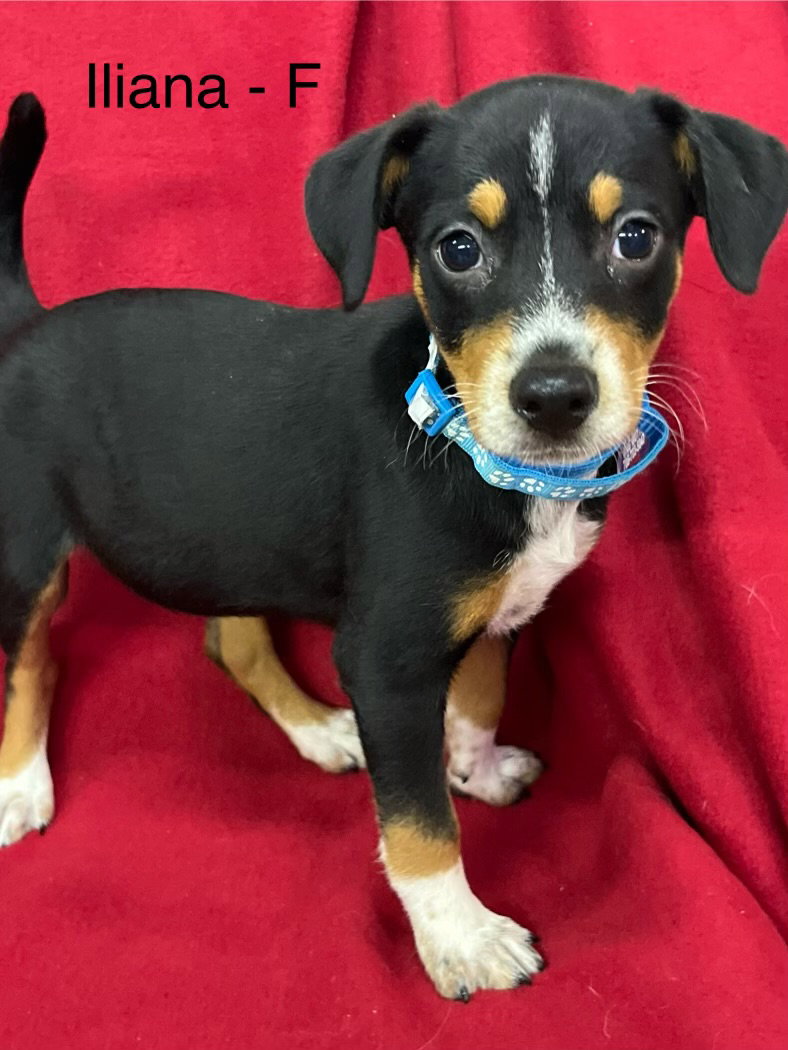 Dog for Adoption Iliana, a Rat Terrier in Wood Dale, IL Alpha Paw