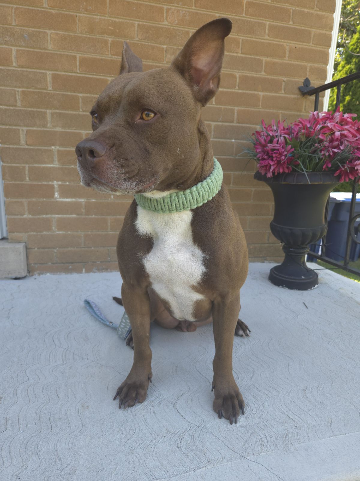 adoptable Dog in Hillside, IL named Gregoire