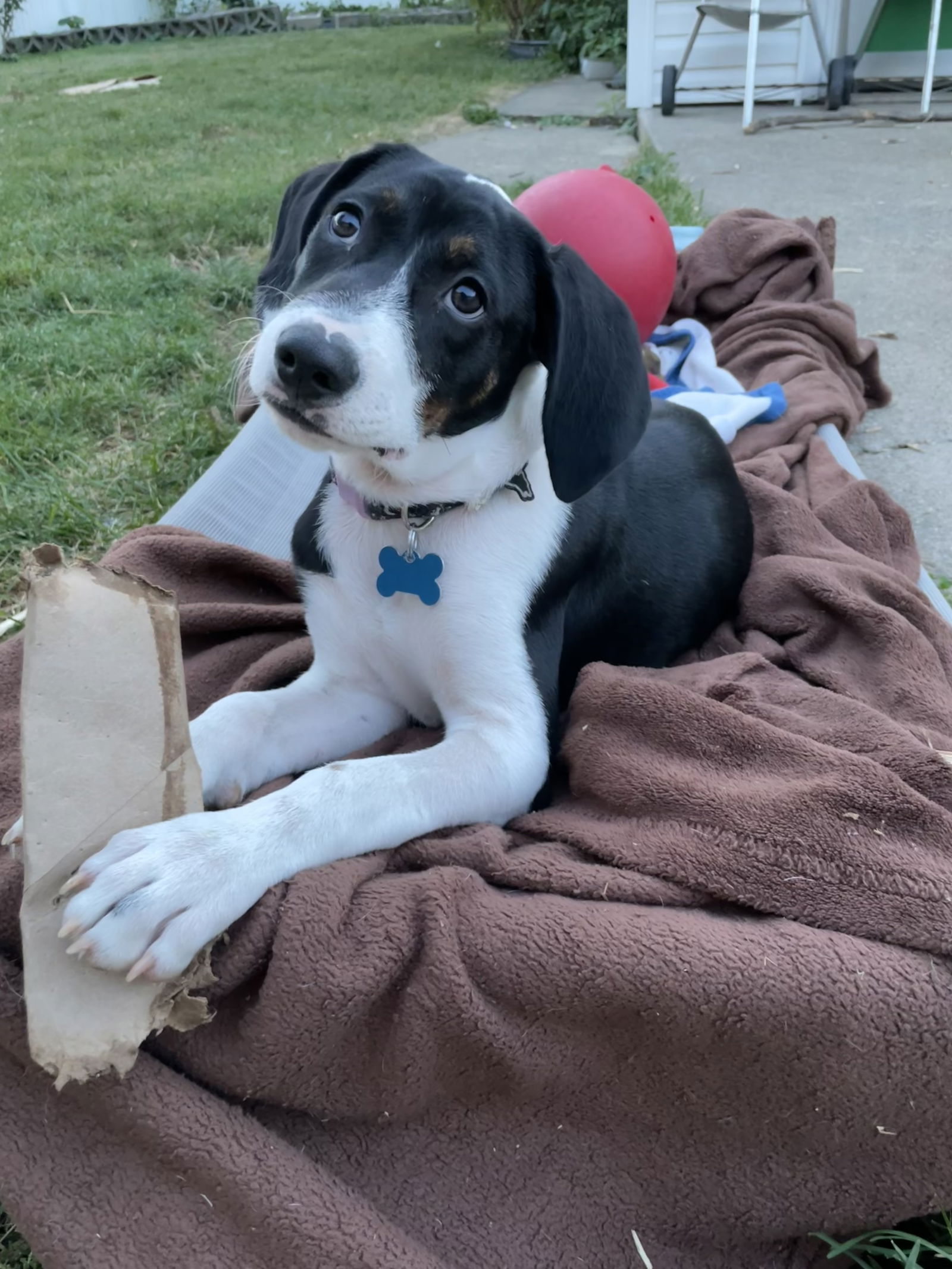 adoptable Dog in Hillside, IL named Garth