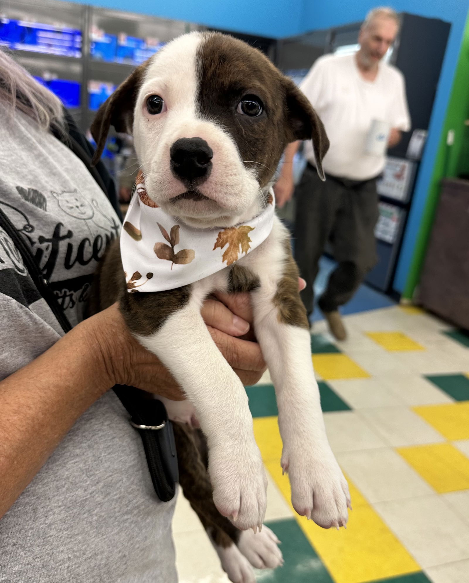 adoptable Dog in Hillside, IL named Lloyd