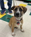 adoptable Dog in Hillside, IL named Ruby