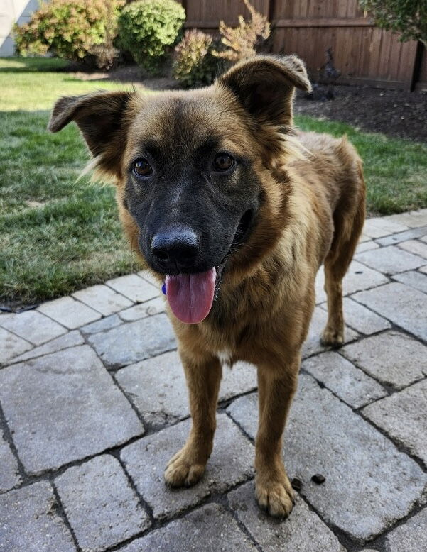 adoptable Dog in Hillside, IL named Londyn