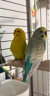 adoptable Bird in  named Ramen & Miso