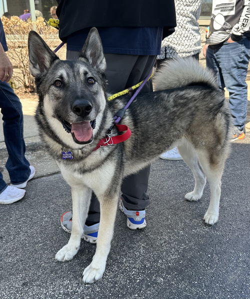 picture of the dog needing adoption