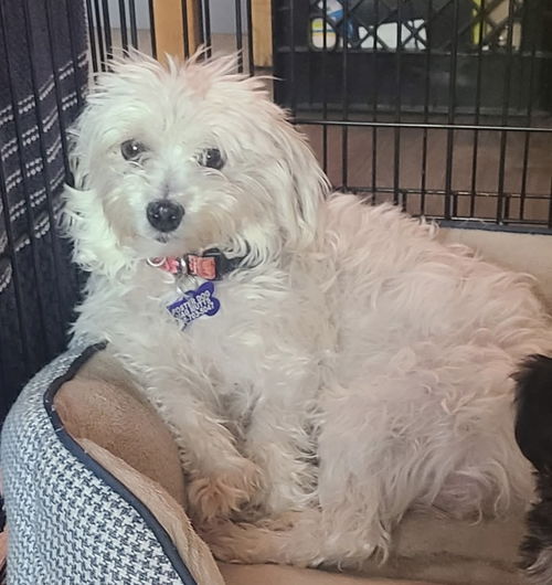 picture of the dog needing adoption