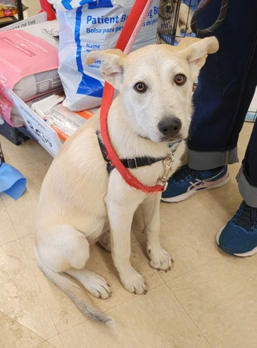 picture of the dog needing adoption