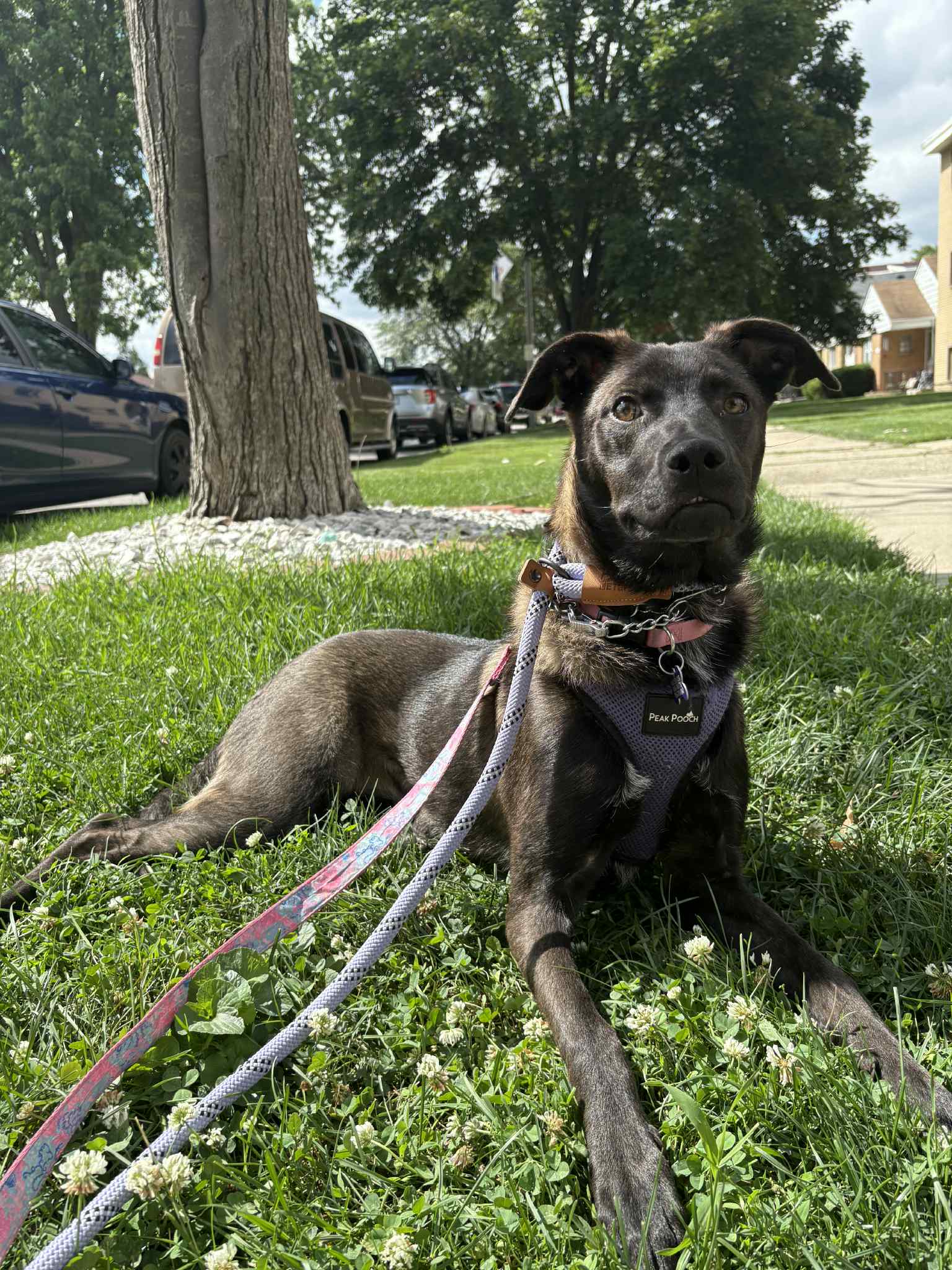 adoptable Dog in Hillside, IL named Tails