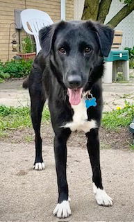 picture of the dog needing adoption