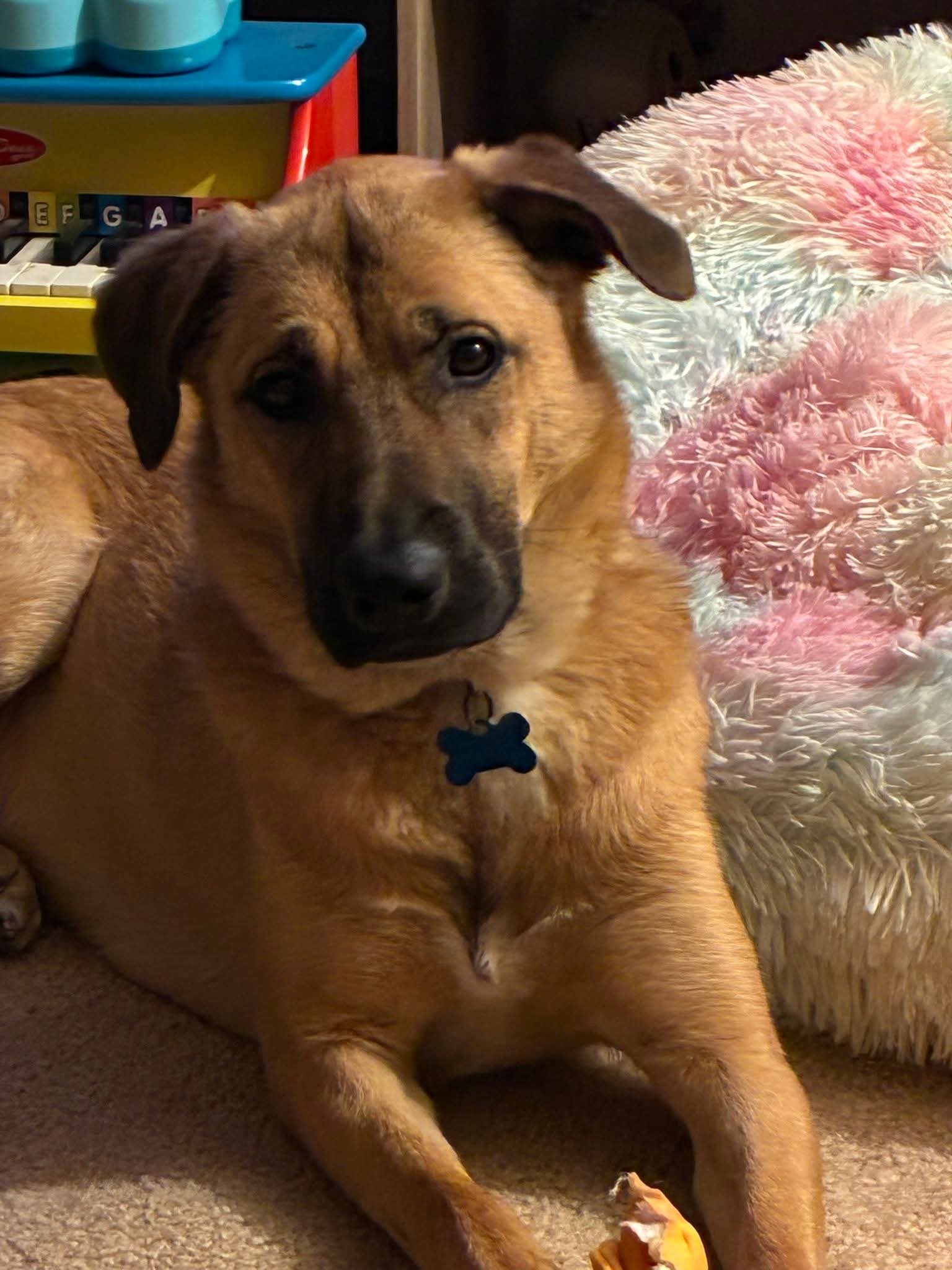 adoptable Dog in Hillside, IL named Mija B