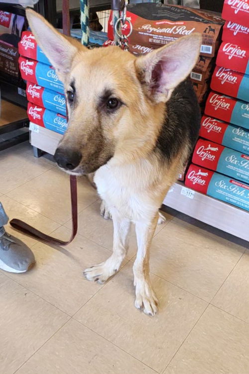 picture of the dog needing adoption