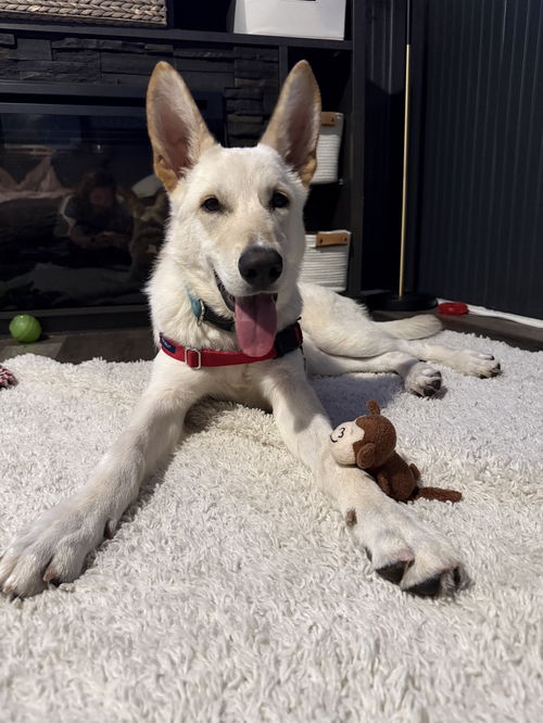 picture of the dog needing adoption