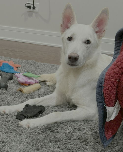 picture of the dog needing adoption