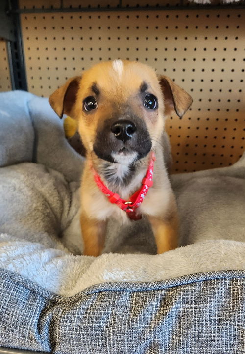 picture of the dog needing adoption