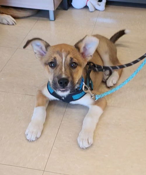 picture of the dog needing adoption