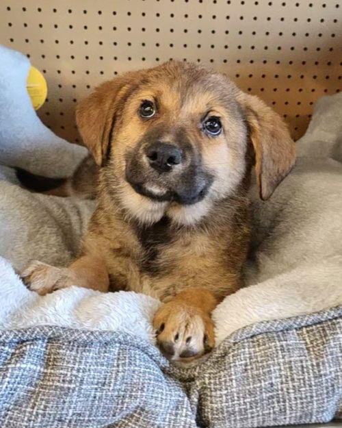 picture of the dog needing adoption
