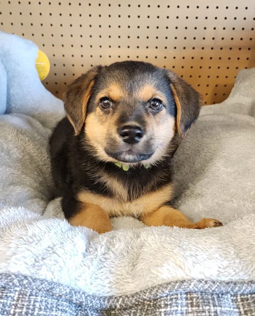 picture of the dog needing adoption