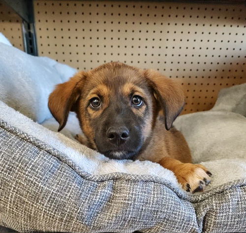 picture of the dog needing adoption
