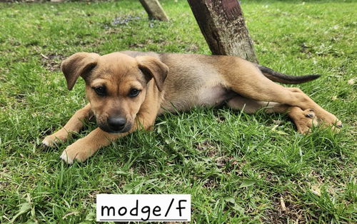 picture of the dog needing adoption