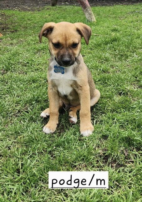 picture of the dog needing adoption
