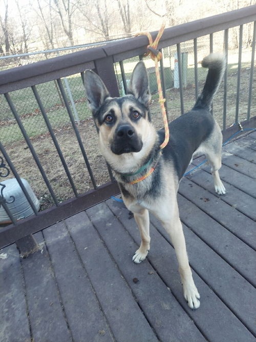 picture of the dog needing adoption