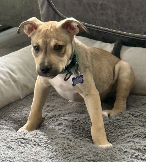 picture of the dog needing adoption