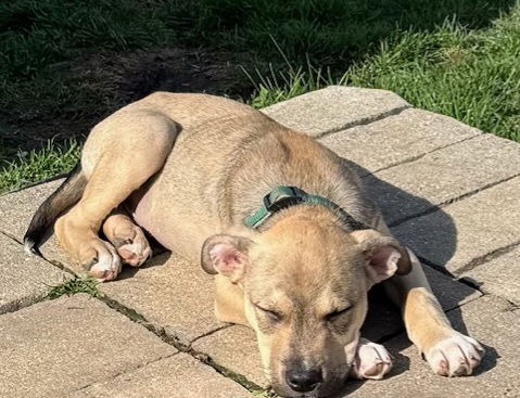 picture of the dog needing adoption