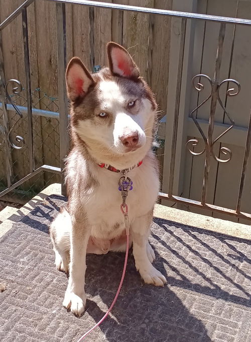 picture of the dog needing adoption