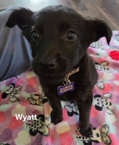 picture of the dog needing adoption