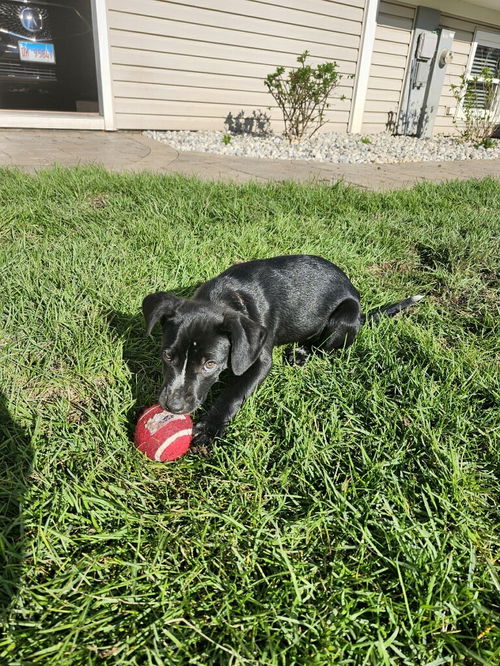 picture of the dog needing adoption