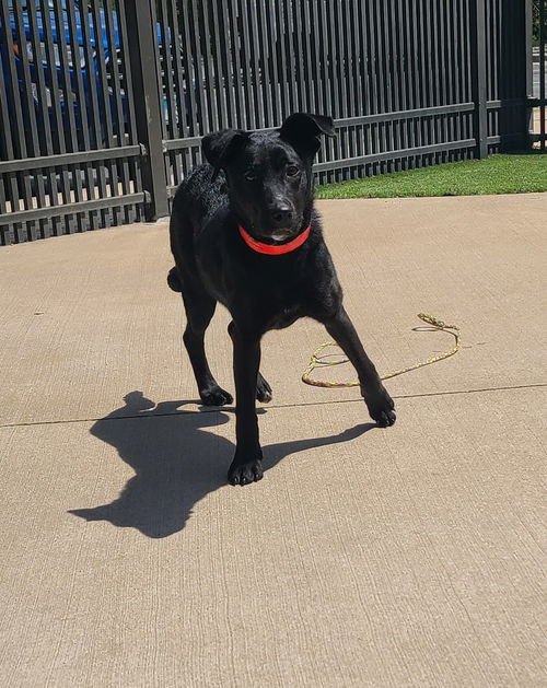 picture of the dog needing adoption