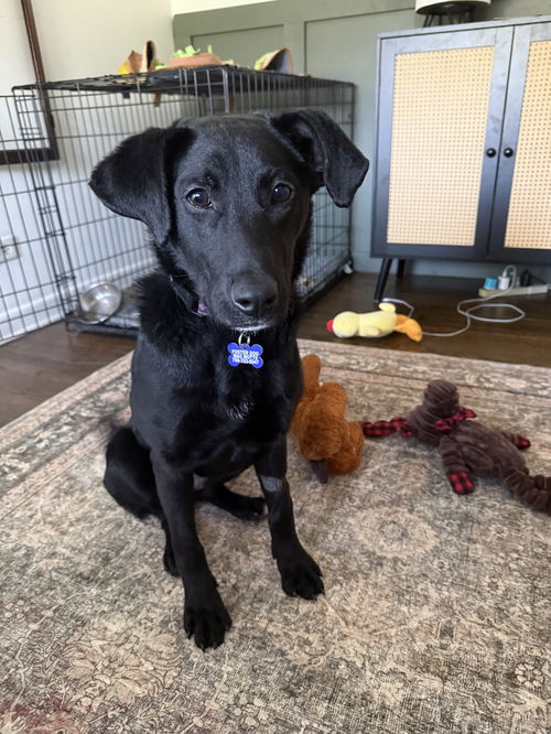 picture of the dog needing adoption