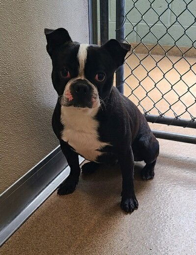 picture of the dog needing adoption